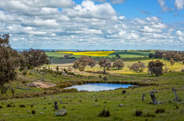 Beautiful rural farmlands in Australia Picturesque rural farmlands in Central West NSW for as far as the eye can see. cowra stock pictures, royalty-free photos & images