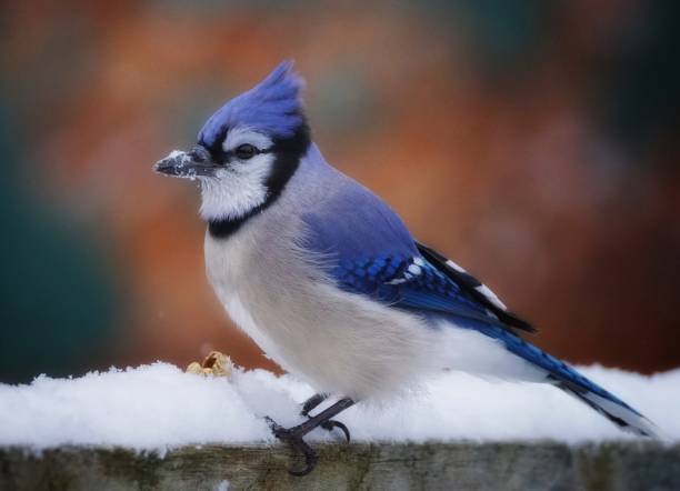 istock Close-up of a blue jay in winter 1127681696