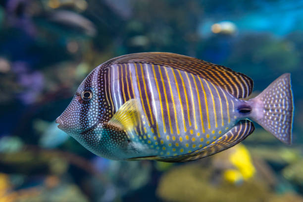 istock Close up of tropical Sailfin Tang fish, (Zebrasoma veliferum) 1127681911