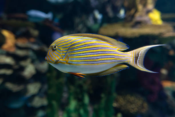 istock Blue banded surgeonfish Acanthurus lineatus, also known as the zebra surgeonfish 1127681986