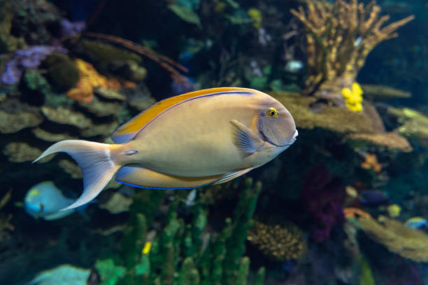 istock Eyestripe surgeonfish, (Acanthurus dussumieri ), coral tropical fish 1127683205