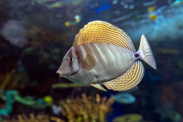 istock Close up of tropical Sailfin Tang fish, (Zebrasoma veliferum) 1127683208