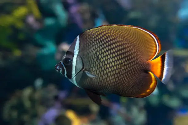 Photo of Redtail butterflyfish (Chaetodon collare) - coral fish
