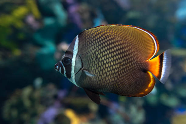 紅尾蝴蝶魚 (柴托頓魚)-珊瑚魚 - 蝴蝶魚 個照片及圖片檔