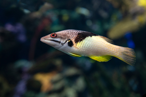 Split-level hogfish, Bodianus mesothorax, coral fish, detail