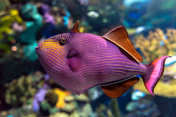 Red-toothed triggerfish - Odonus niger saltwater fish Red-toothed triggerfish - Odonus niger saltwater fish odonus niger stock pictures, royalty-free photos & images