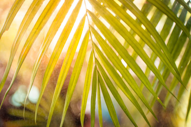 istock Golden cane palm ,butterfly palm 1127685391