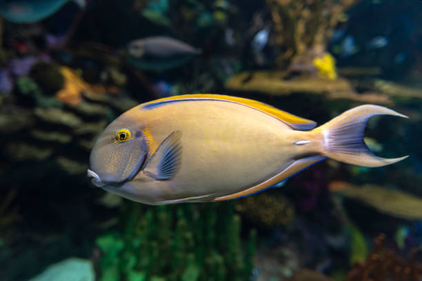istock Eyestripe surgeonfish, (Acanthurus dussumieri ), coral tropical fish 1127685447