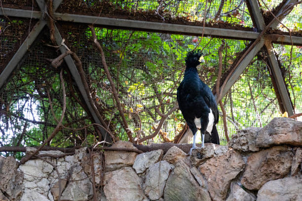 Various Pictures of animals