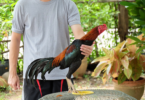 Thai chickens, male, Thai pets.