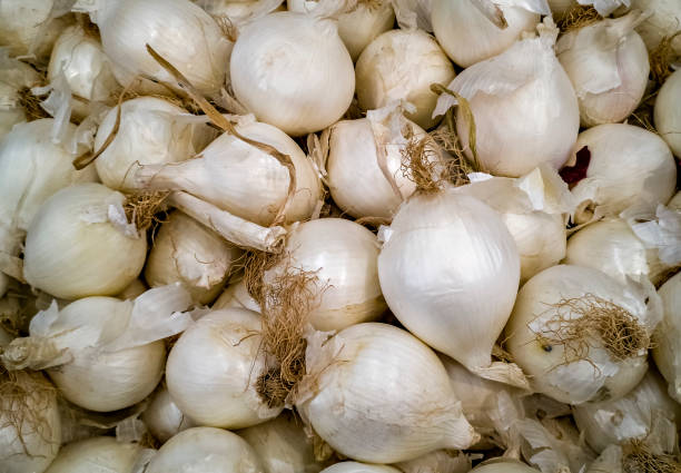 White sweet onion