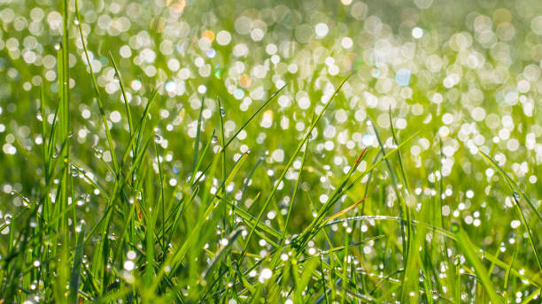 istock Fresh green grass with water drops on background of sunlight. Soft focus. Long width banner 1127688602