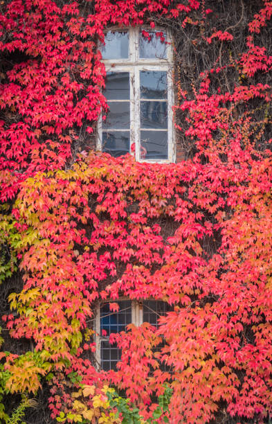 istock Red ivy on house with white window 1127691272