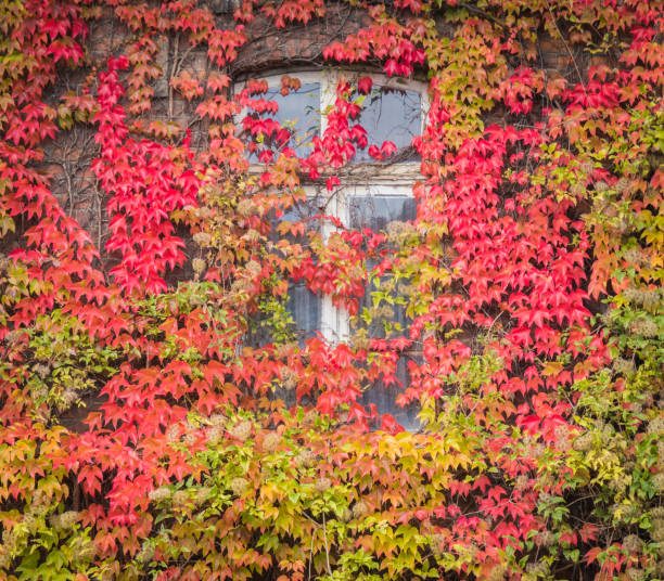 istock Red ivy on house with white window 1127691288