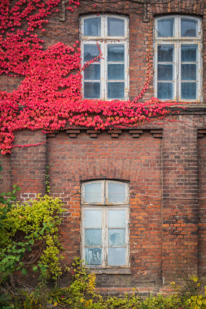 istock Red ivy on house with white window 1127691289