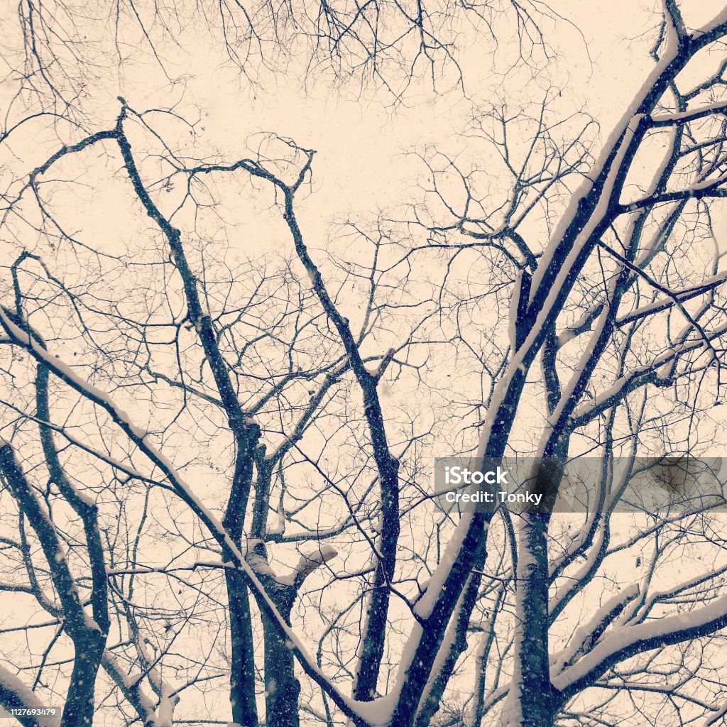 Tree Japan Stock Photo