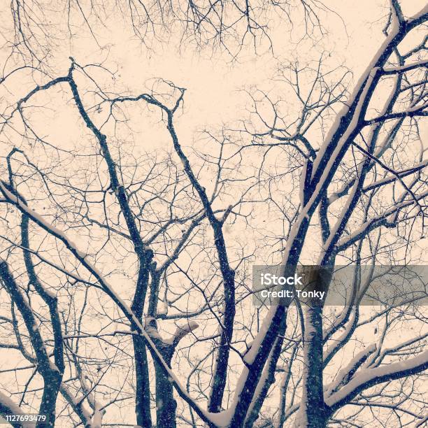 Tree Stock Photo - Download Image Now - Japan, Nature, No People