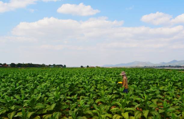 istock Workers in the tobacco plantation 1127693499