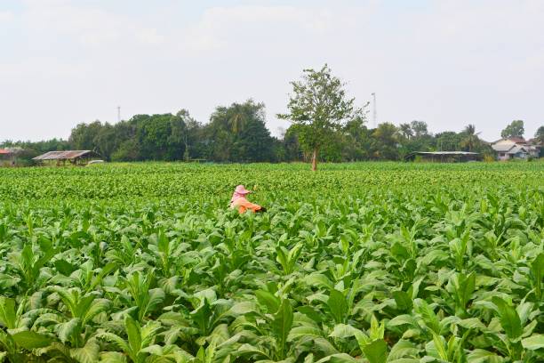 istock Workers in the tobacco plantation 1127693503
