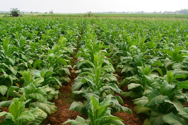 plantación de tabaco - tobacco fotografías e imágenes de stock