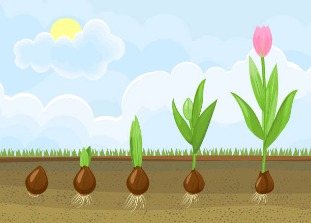 Life cycle of tulip plant. Stages of growth from bulb to adult flowering plant Life cycle of tulip plant. Stages of growth from bulb to adult flowering plant plant bulb stock illustrations