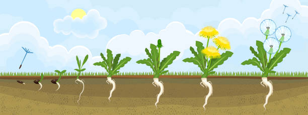 Life cycle of dandelion plant or taraxacum officinale. Stages of growth from seed to adult plant Life cycle of dandelion plant or taraxacum officinale. Stages of growth from seed to adult plant dandelion root stock illustrations