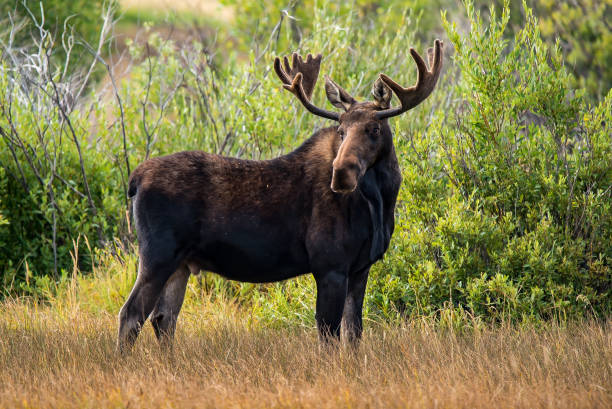 bull moose stående tall - moose bildbanksfoton och bilder