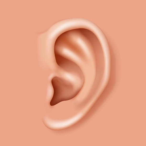 274,859 Woman Ear Images, Stock Photos, 3D objects, & Vectors