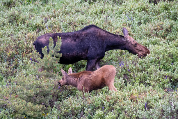 istock Mom and baby moose 1127695421