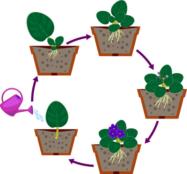 アフリカ バイオレット (セントポーリア) の栄養繁殖の段階。花をつける植物を成熟する葉セクションから植物の成長の段階のシーケンス - asexual reproduction点のイラスト素材／クリップアート素材／マンガ素材／アイコン素材