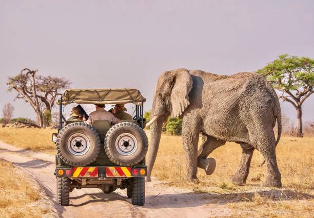 A close encounter between humans and wildlife as a male African elephant (Loxodonta africana), covered with dried mud, begins to cross a dirt road in front of a safari vehicle carrying guests. stock photo
