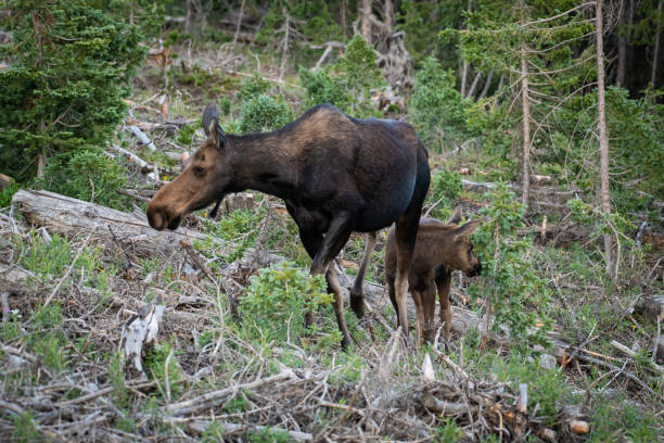 istock Mother moose and baby 1127696734
