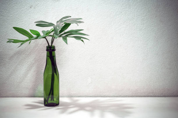 Philodendron's branch in reuse green bottle on white shelves with white cement wall background, home decor idea