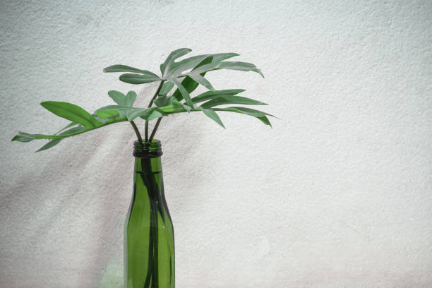 istock Philodendron's branch in reuse green bottle on white shelves with white cement wall background, home decor idea 1127696846