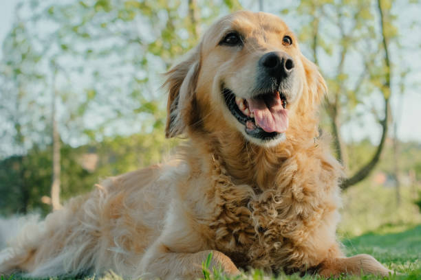 istock Dog in the city park 1127700002