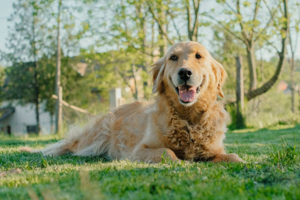 istock Dog in the city park 1127700319