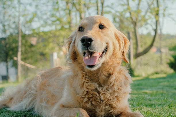 istock Dog in the city park 1127701171