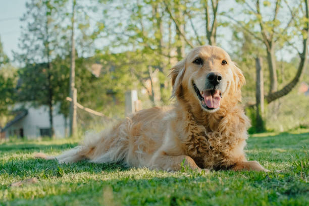 istock Dog in the city park 1127701527