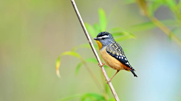 istock Male Spotted Pardalote 1127702886