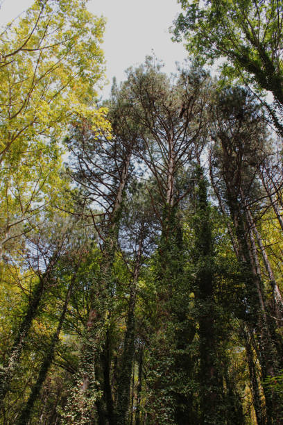 istock Dense Forest next to the Pozar Thermal Baths Aridaia Greece 1127702914