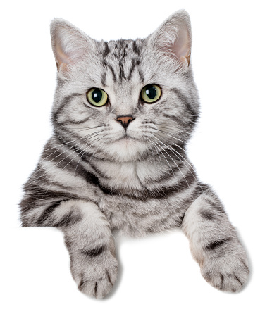 Pretty cat (british shorthair) behind a blank white banner, isolated on white. You can add extra white space with your message to the bottom.