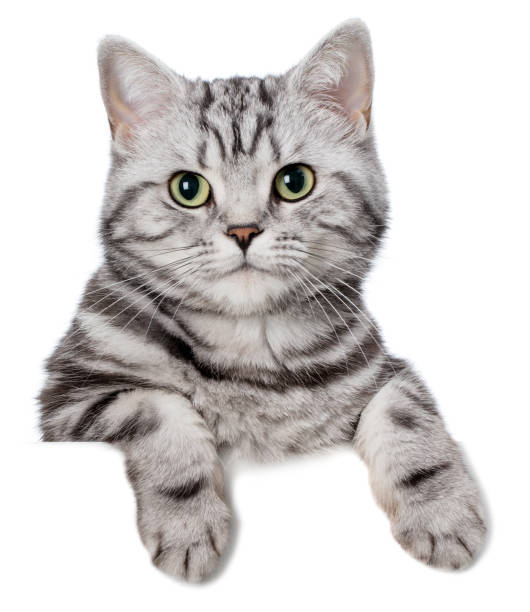 Pretty cat (british shorthair) over a white banner Pretty cat (british shorthair) behind a blank white banner, isolated on white. You can add extra white space with your message to the bottom. grey cat white paws stock pictures, royalty-free photos & images