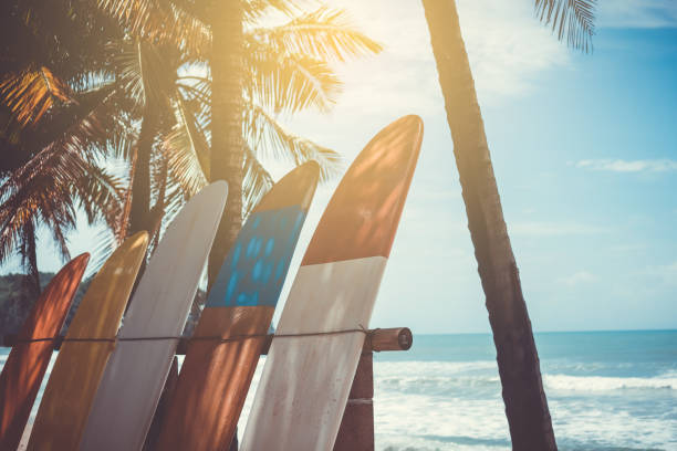 Many surfboards beside coconut trees at summer beach with sun light and blue sky background.