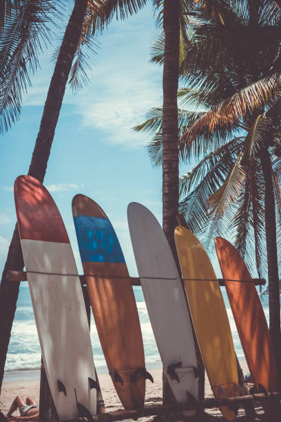 istock Many surfboards beside coconut trees at summer beach with sun light and blue sky background. 1127705122