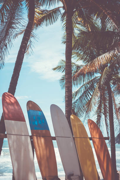 istock Many surfboards beside coconut trees at summer beach with sun light and blue sky background. 1127705142