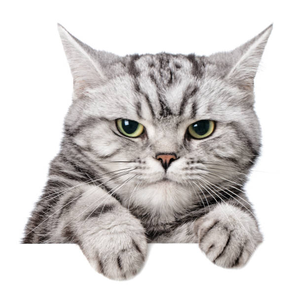 istock Sulky cat (british shorthair) over a white banner 1127705159