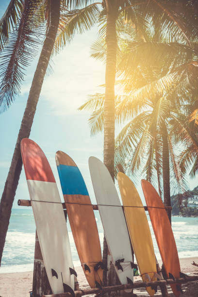 nombreuses planches de surf à côté des cocotiers sur la plage de l’été avec fond de ciel clair et bleu de soleil. - green sky water wave photos et images de collection