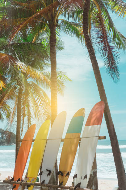 istock Many surfboards beside coconut trees at summer beach with sun light and blue sky background. 1127705177