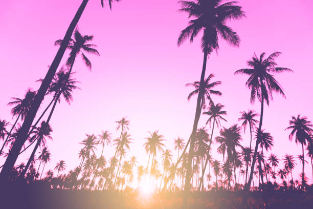 istock Tropical palm coconut trees on sunset sky nature background. 1127705180