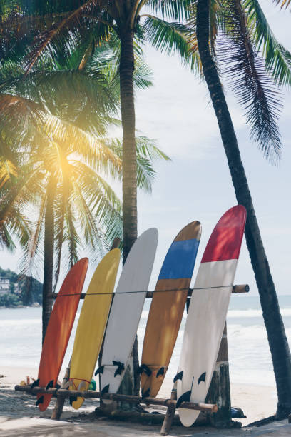istock Many surfboards beside coconut trees at summer beach with sun light and blue sky background. 1127705183